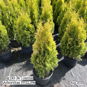 August 2025 3g Jantar Arborvitae Group Website 